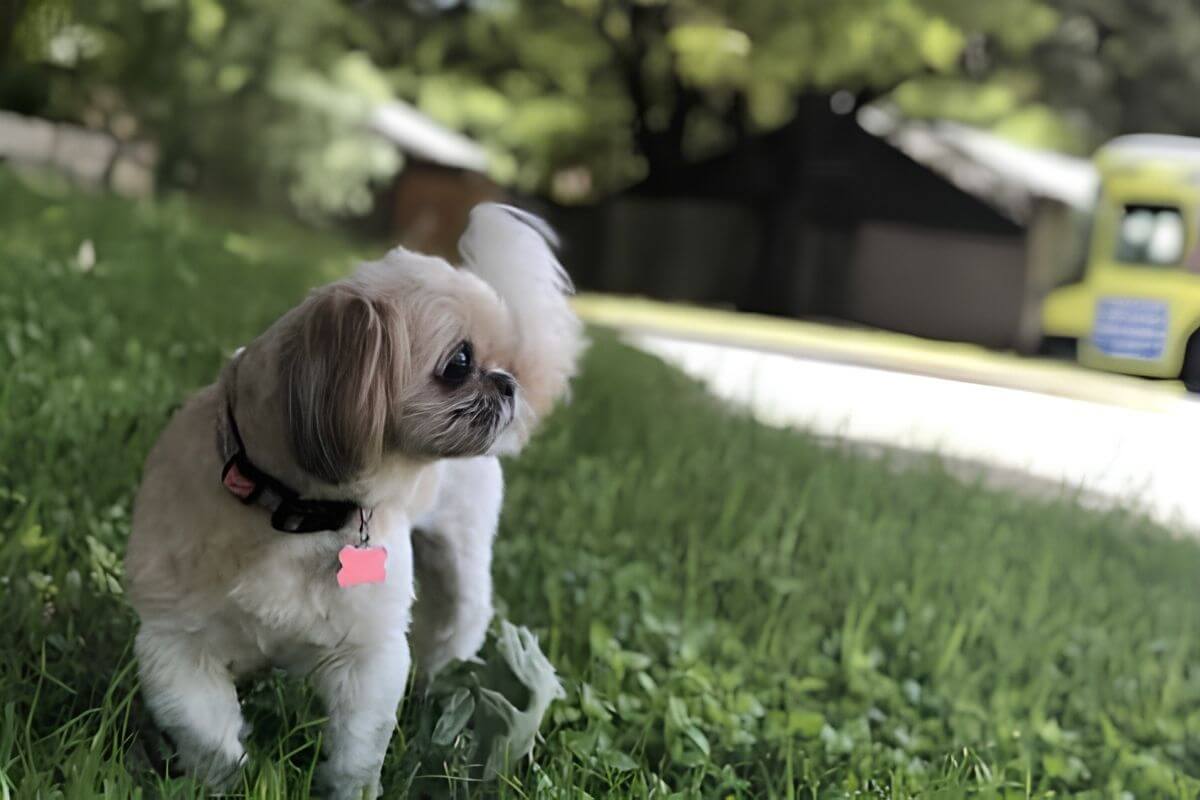 found the dog