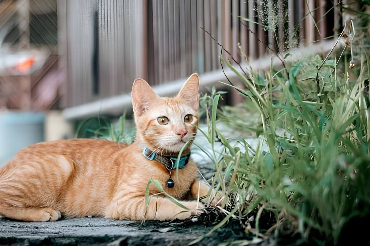 how do i find a lost cat
