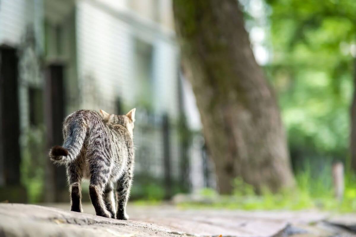 how to find a lost cat