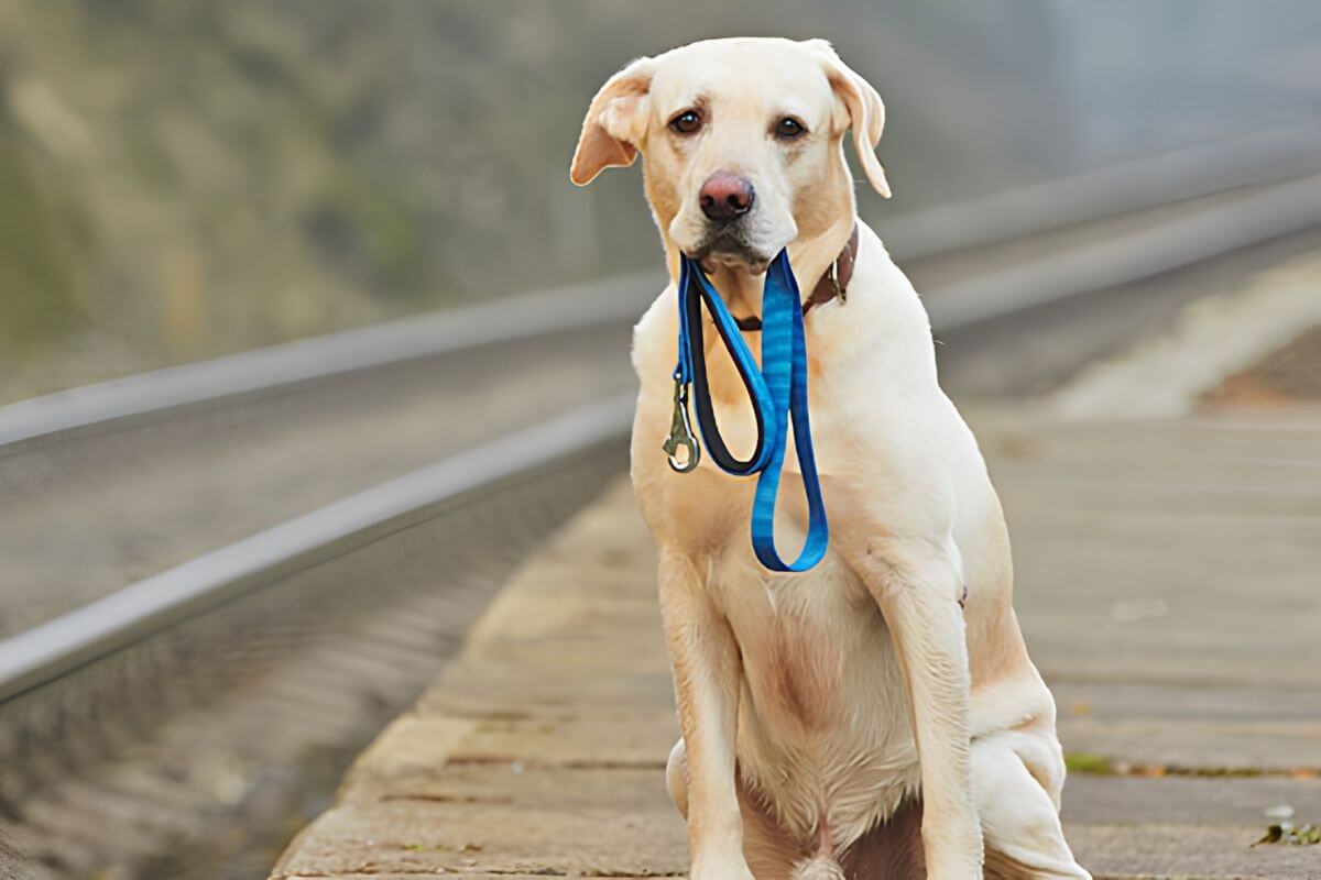 how to find a lost dog