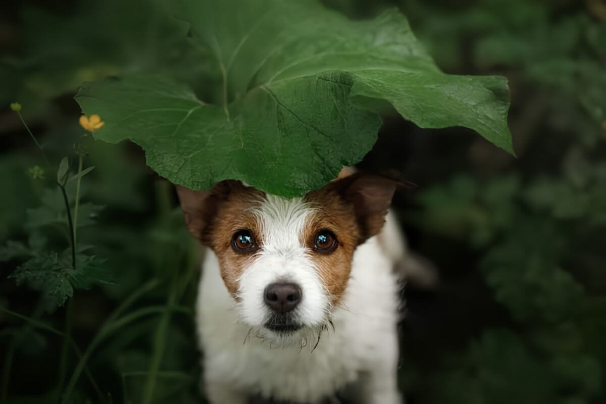how to locate a lost dog