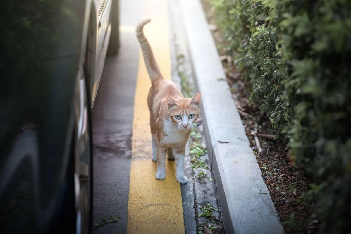 how to look for a lost cat