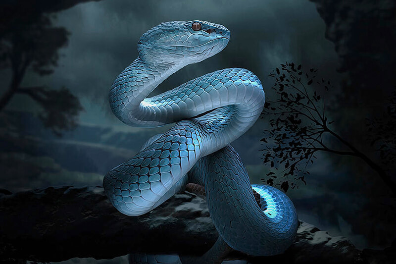 Snake Zodiac Sign - Year of Snake Traits with Horoscope Meaning & Personality